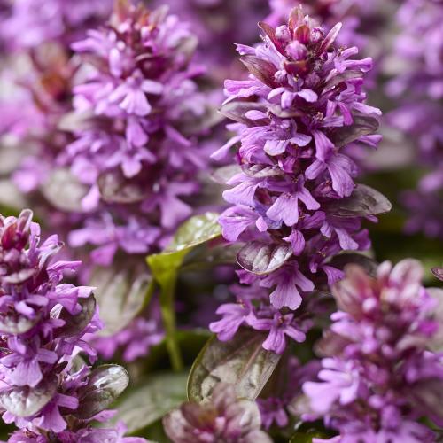 Ajuga reptans 'Midnight Mistery' - Indás ínfű