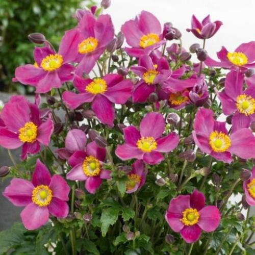 Anemone hupehensis 'Emmi Deep Rose' - Japán szellőrózsa (Rózsaszín)