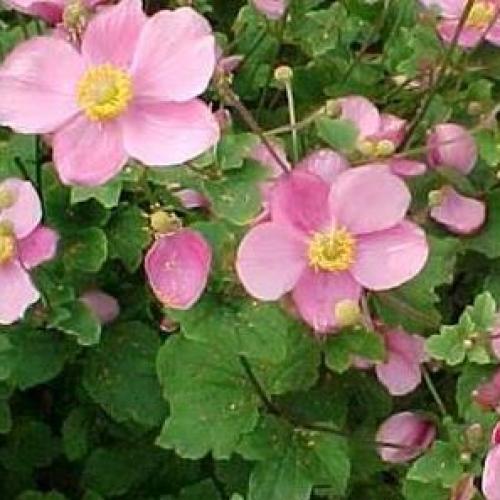Anemone hupehensis  'Rose Shades'  - Japán szellőrózsa