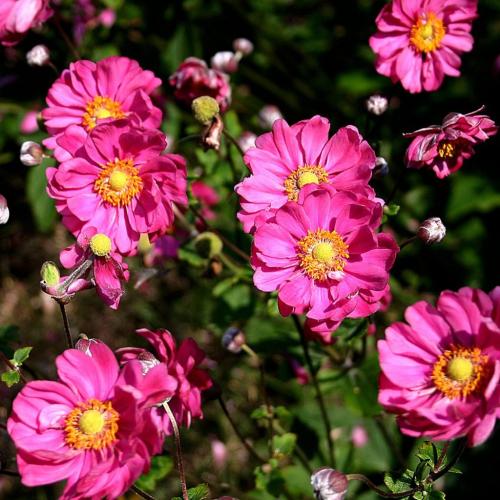 Anemone hybrida 'Pamina' - Japán szellőrózsa