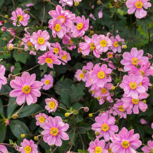 Anemone hybrida 'Serenade' - Japán szellőrózsa