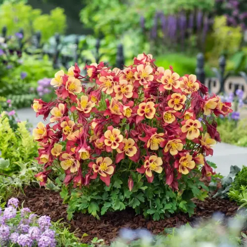 Aquilegia caerulea 'Earlybird™ Red Yellow' -  Havasi harangláb