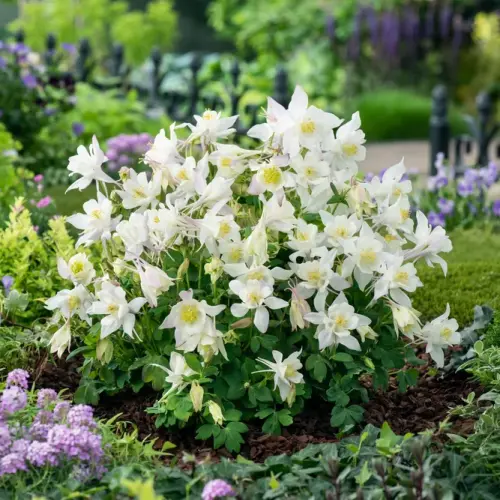Aquilegia caerulea 'Earlybird™ Purple White' -  Havasi harangláb