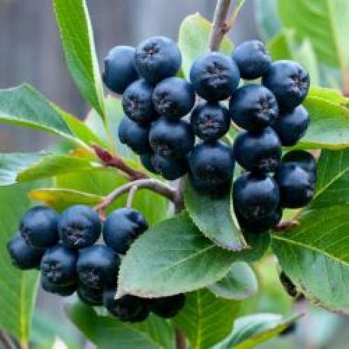 Aronia melanocarpa 'Viking' - Fekete berkenye