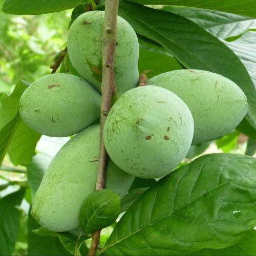 Asimina triloba 'Prima 1216' - Indián banán oltvány (Pawpaw, vadbanán)