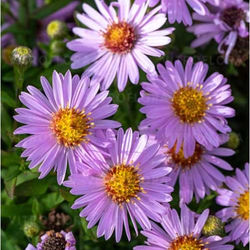 Aster dumosus 'Annekke’ – Törpe őszirózsa