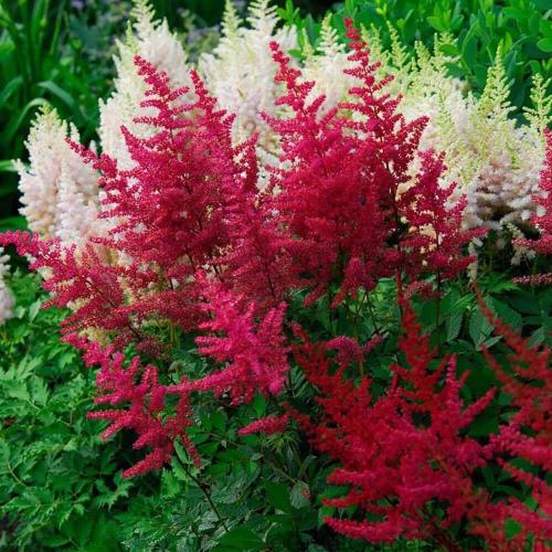 Astilbe 'Montgomery Red' - Kerti tollbuga