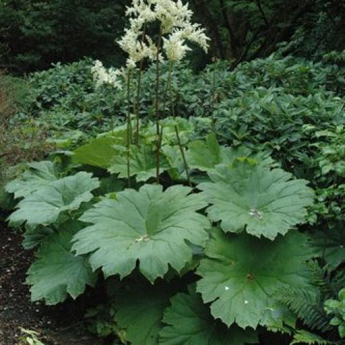 Astilboides tabularis - Pajzslevelű tópartifű