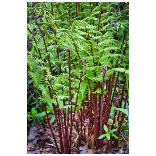 Athyrium filix femina 'Lady in Red' - Erdei hölgypáfrány