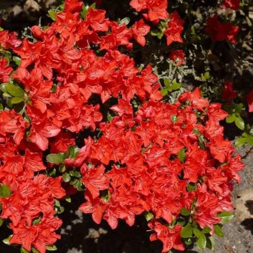 Rhododendron 'Geisha Orange' - Törpe japán  azálea
