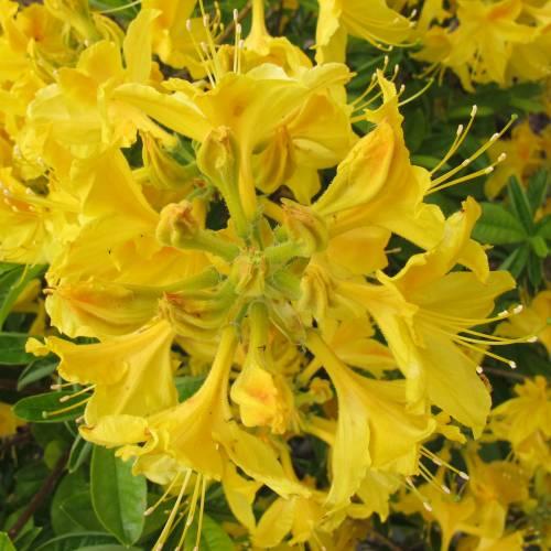 Azálea mollis ‘Goldtopas’ - Azálea