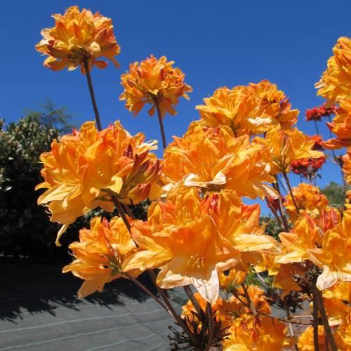 Azalea mollis ‘Golden Flare’ - Azálea