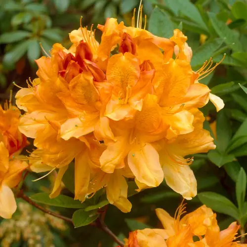 Azalea mollis ‘Golden Flare’ - Azálea