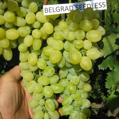 Cemegeszőlő oltvány 'Belgrádi magvatlan'