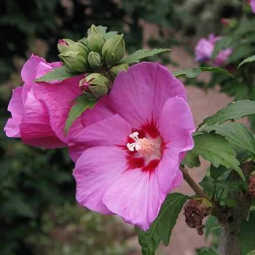 Hibiscus syriacus 'Woodbridge' - Sötét rózsaszín mályvacserje
