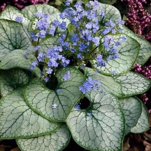 Brunnera macrophylla - Kaukázusi nefelejcs