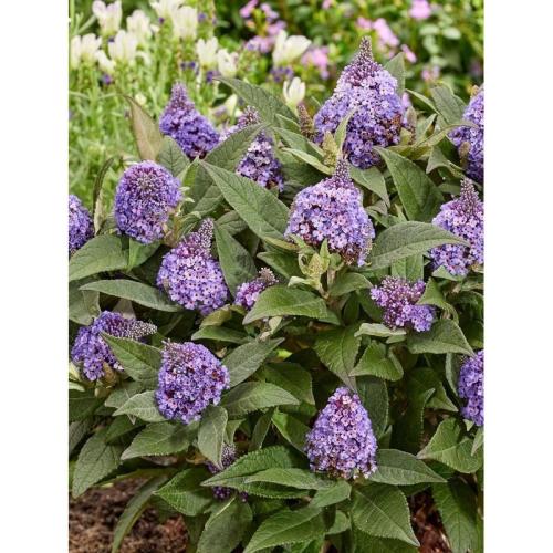 Buddleia davidii ’Little Rockstars Blue’ - Törpe nyáriorgona