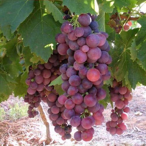 Csemegeszőlő 'Cardinal' (lila)