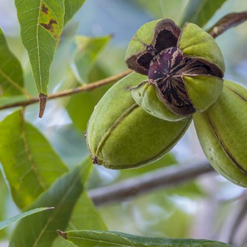 Carya illionensis 'Mohawk'  - Pekándió oltvány