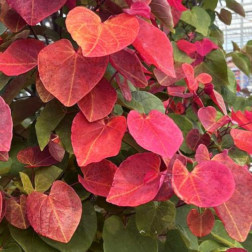 Cercis canadensis ‘Hearts A 'Fiare - Kanadai júdásfa