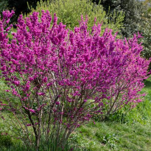 Cercis chinensis 'Avondale' - Kínai júdásfa