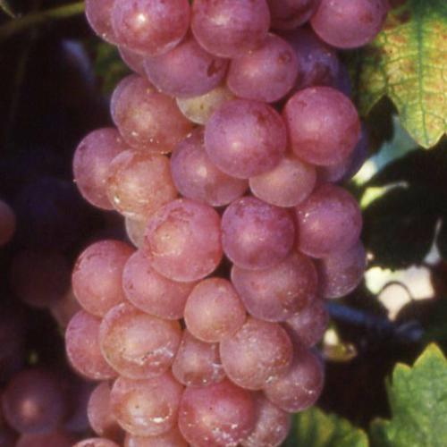 Csemegeszőlő 'Piros Chasselas' (piros)