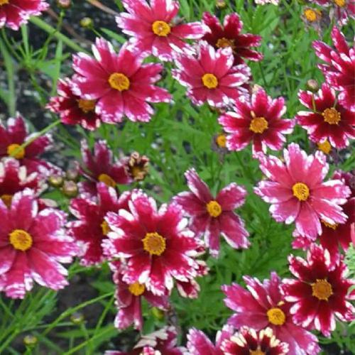 Coreopsis verticillata 'Ruby Frost' - Menyecskeszem (piros)