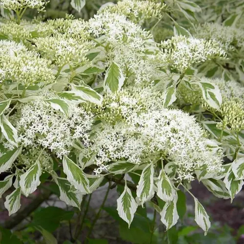 Cornus controversa ‘Variegata’ - Emeletes som