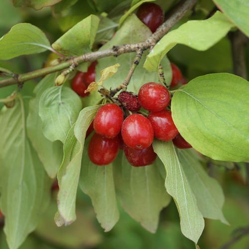 Cornus officinalis -  Keleti som, Japán som