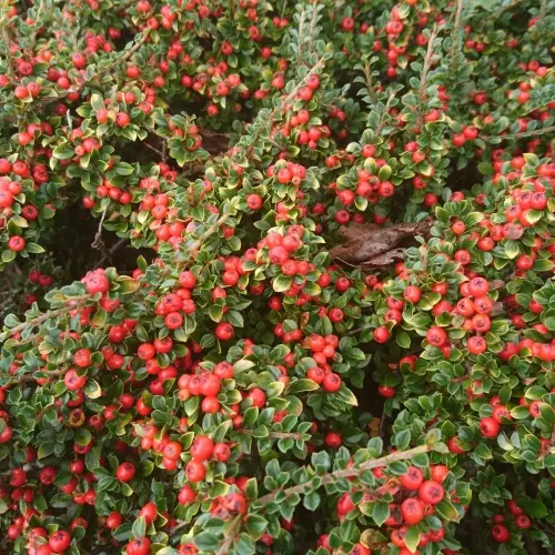 Cotoneaster microphyllus ’Sreib’s Findling’ - Kislevelű madárbirs