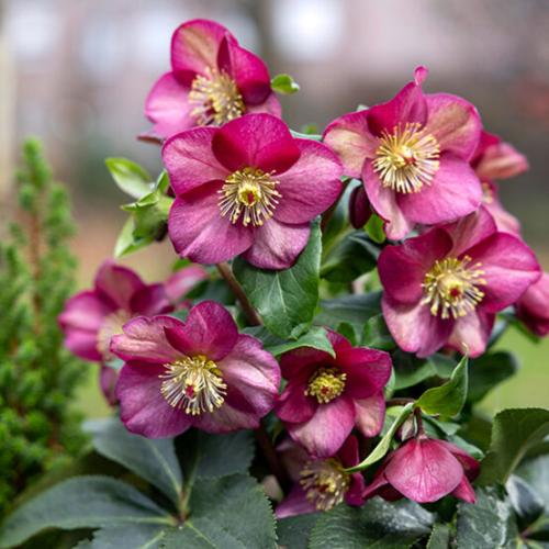 Helleborus  x nigercors 'HGC® Ice Breaker® Ruby' - Hunyor
