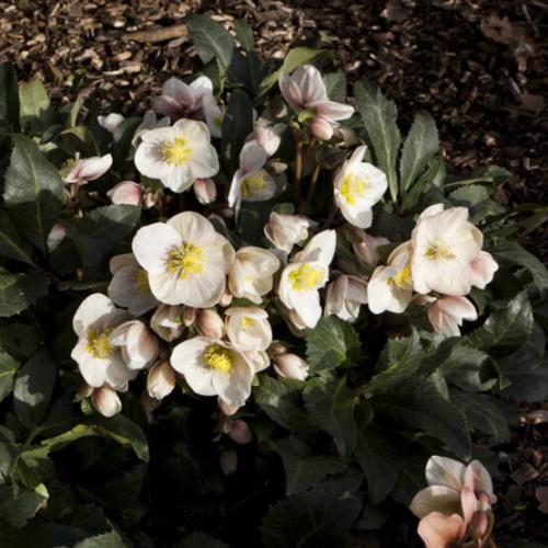 Helleborus  x ericsmithii 'HGC® Shooting Star®' -   Hunyor