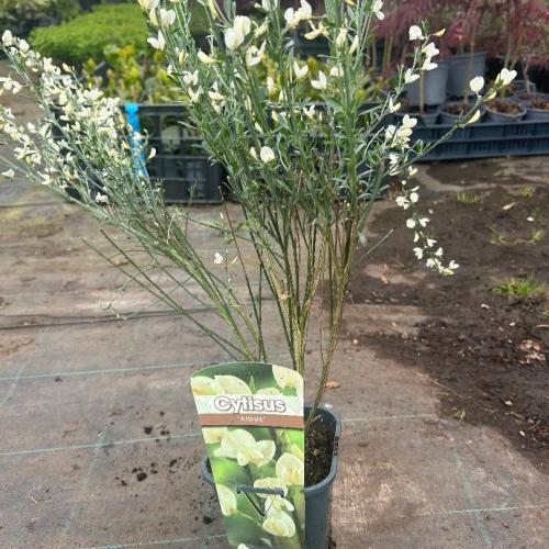 Cytisus 'Albus'- Zanót (fehér)