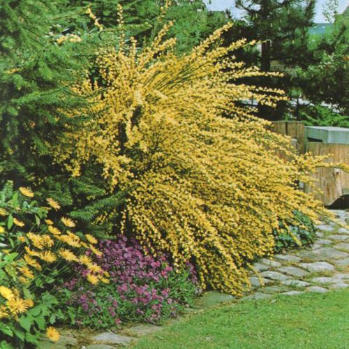 Cytisus praecox 'Allgold'- Korai zanót (Sárga)