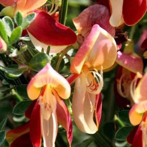 Cytisus 'Palette'- Zanót (piros-sárga)