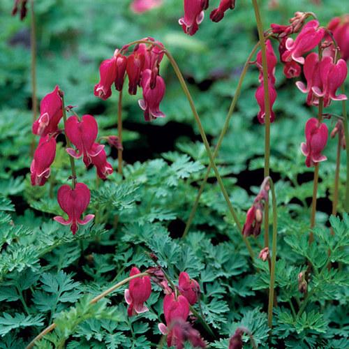 Dicentra spectabilis  ‘King of Hearts’ - Nagy szívvirág