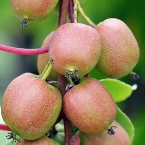 Actinidia arguta 'Domino' - kopasz kivi (termős), minikivi