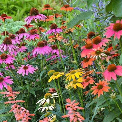 Echinacea hybrida 'Cheyenne Spirit' - Kasvirág (vegyes színű)