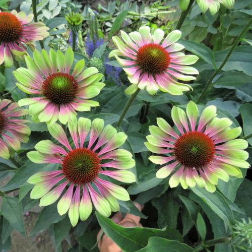 Echinacea purpurea  'Green Twister' - Kasvirág