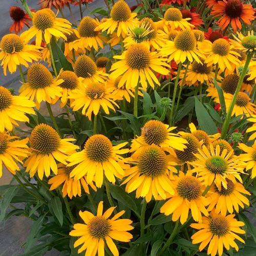 Echinacea 'Kismet ® Yellow' - Kasvirág