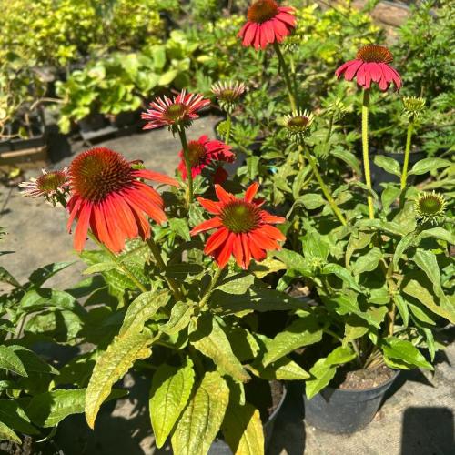 Echinacea 'Lakota Orange' - Kasvirág