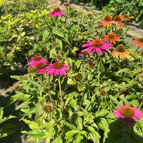 Echinacea 'Lakota Pink' - Kasvirág