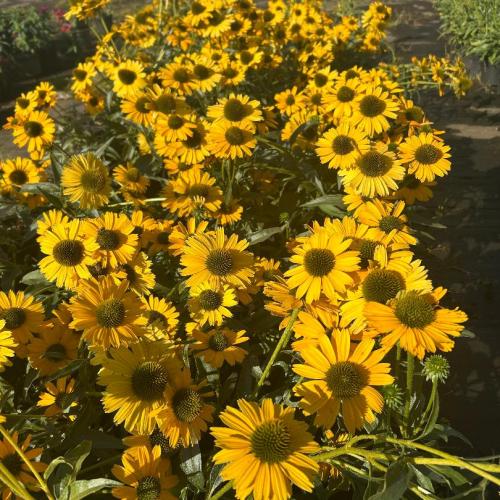 Echinacea 'Prima™  Amarillo' - Kasvirág