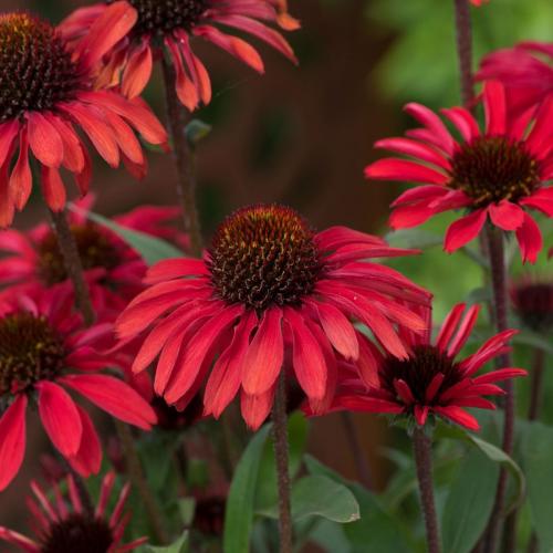 Echinacea 'Prima™ Ruby' - Kasvirág
