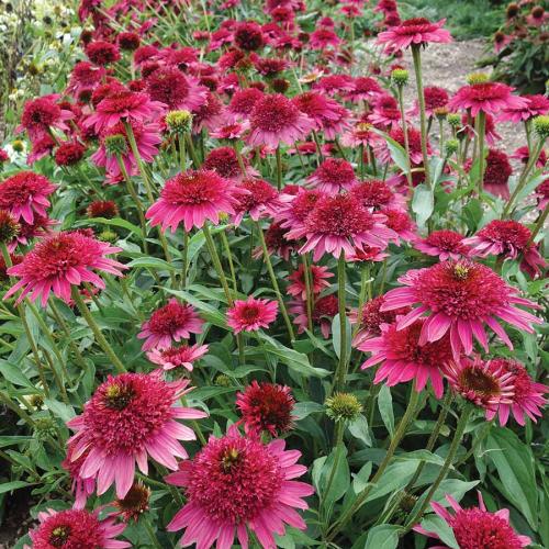 Echinacea 'Giddy Pink' - Kasvirág