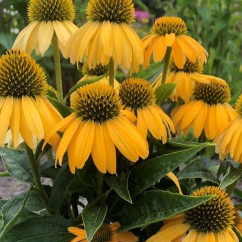 Echinacea 'Lakota Yellow' - Kasvirág