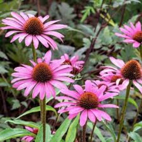 Echinacea  purpurea 'Magnus' - Bíbor kasvirág