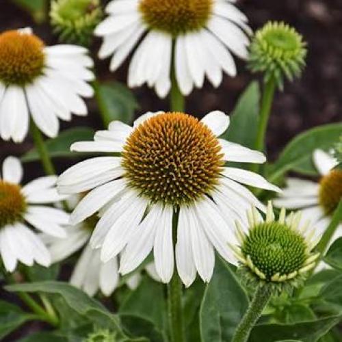 Echinacea 'Sombrero® Compact White' - Kasvirág