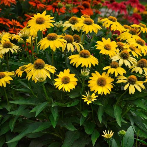 Echinacea 'Sombrero® Compact Yelow' - Kasvirág