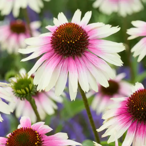 Echinacea 'Prima™ White Purple' - Kasvirág